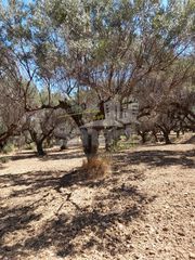 Οικόπεδο 2.900 τ.μ. προς πώληση, Κάτω Καστρίτσι-thumb-16