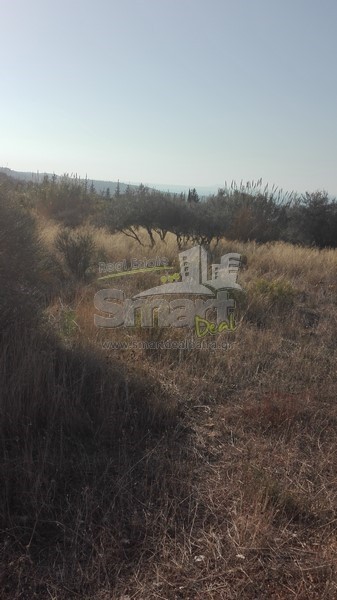Αγροτεμάχια 4.613,27 τ.μ. προς πώληση, Αχαΐα, Μεσσατίδα