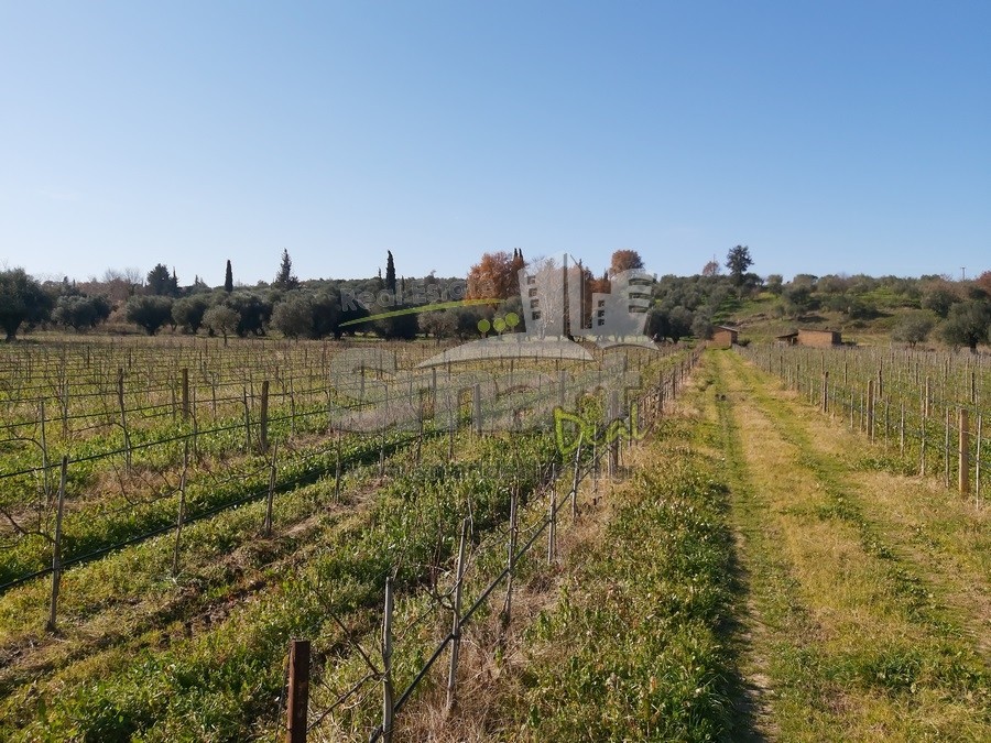 Αγροτεμάχια 22.000 τ.μ. προς πώληση, Άνω Αχαΐα