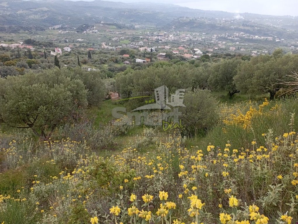 Οικόπεδο 4.261 τ.μ. προς πώληση, Άνω Καλλιθέα Μεσσάτιδας