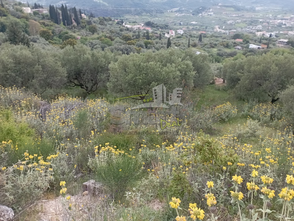 Οικόπεδο 4.261 τ.μ. προς πώληση, Άνω Καλλιθέα Μεσσάτιδας