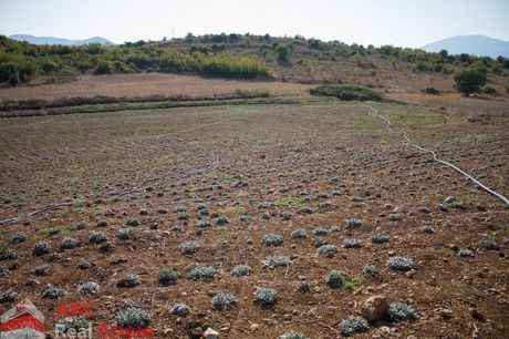 Αγροτεμάχια 17.425τ.μ. για πώληση-Φυτείες
