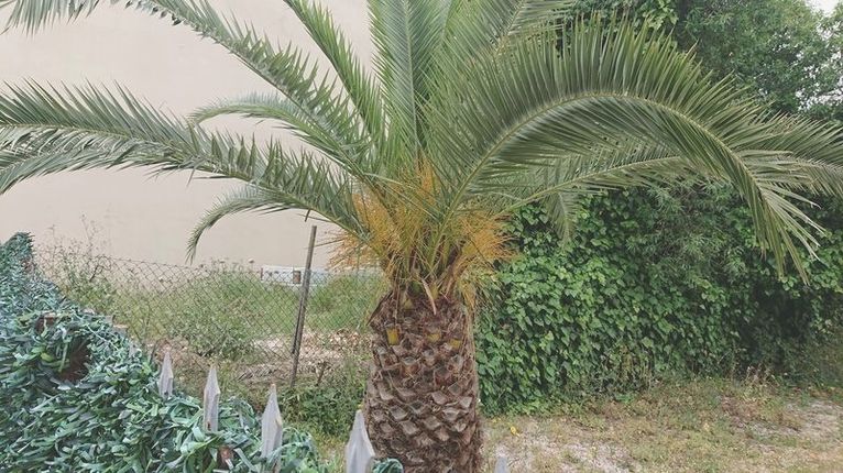 Land plot 235 sqm for sale, Athens - East, Koropi