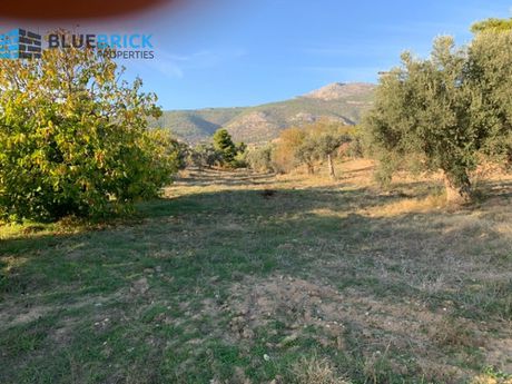 Αγροτεμάχια 6.000 τ.μ. για πώληση