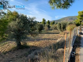 Αγροτεμάχια 6.000 τ.μ. για πώληση, Εύβοια, Ερέτρια-thumb-1
