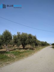 Αγροτεμάχια 15.000 τ.μ. για πώληση