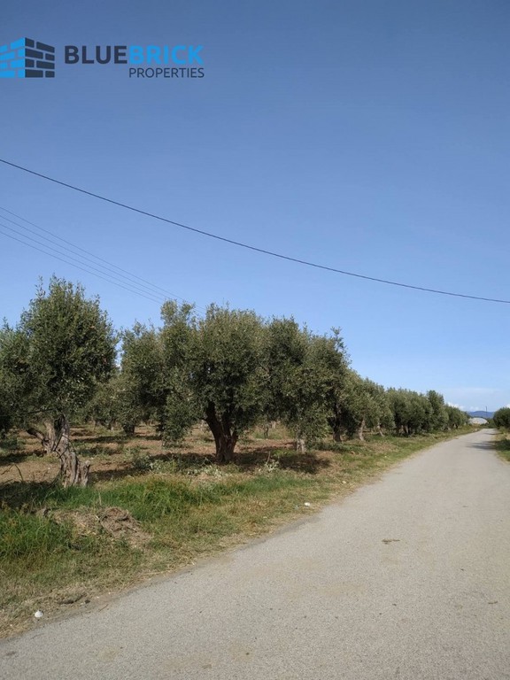 Αγροτεμάχια 8.000 τ.μ. προς πώληση, Καινούργιο Καμένων Βούρλων