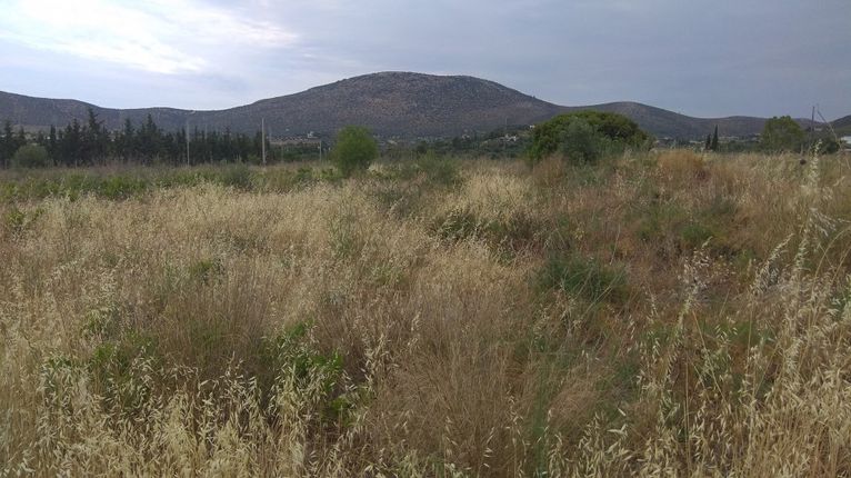 Land plot 4.800 sqm for sale, Rest Of Attica, Markopoulo
