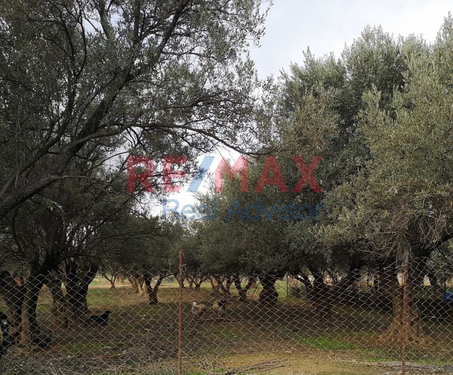Αγροτεμάχια 5.230 τ.μ. προς πώληση, Αχαρνές