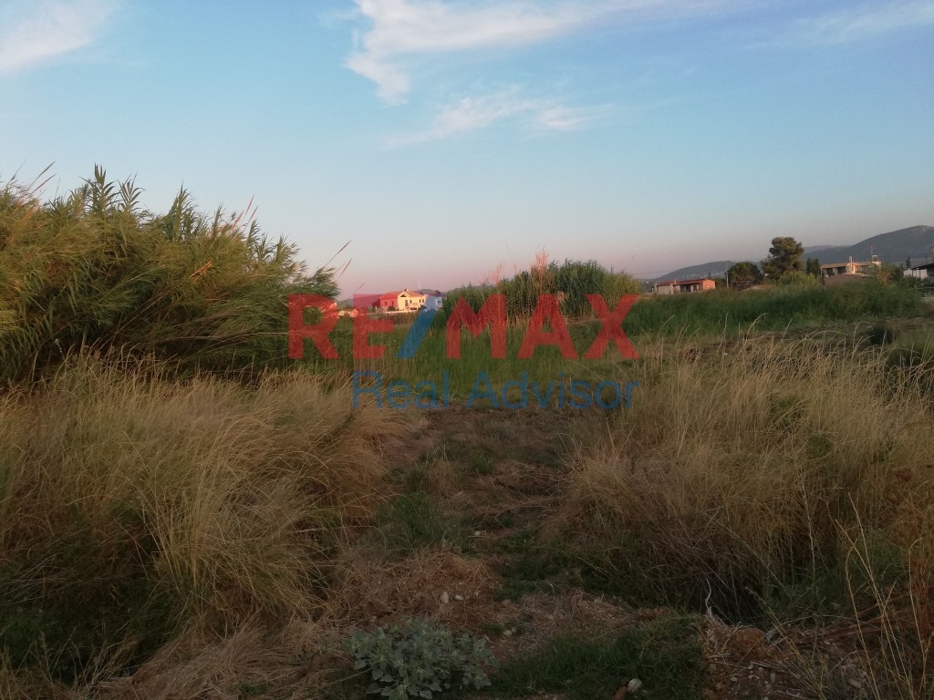 Οικόπεδο 2.794 τ.μ. πρός πώληση, Αττική - Υπόλοιπο, Κ. Σκάλας Ωρωπού