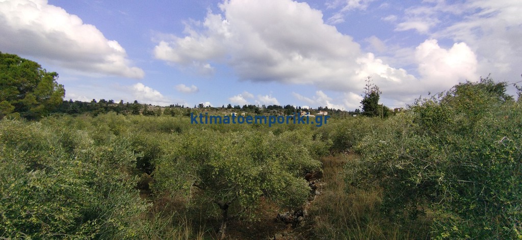 Οικόπεδο 4.017 τ.μ. προς πώληση, Ξηροστέρνι