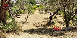 Αγροτεμάχια 2.600 τ.μ. για ενοικίαση, Αχαΐα, Πάτρα-thumb-1