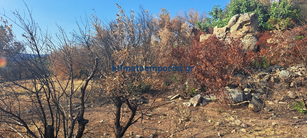 Οικόπεδο 9.600 τ.μ. προς πώληση, Σφηνάρι