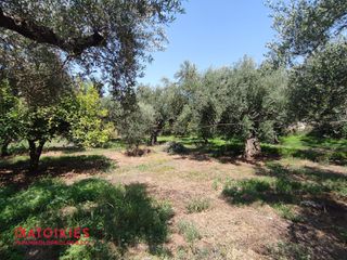 Οικόπεδο 5.556 τ.μ. για πώληση, Μεσσηνία, Θουρία-thumb-7