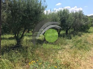 Αγροτεμάχια 650 τ.μ. για ενοικίαση, Αχαΐα, Μεσσατίδα-thumb-6
