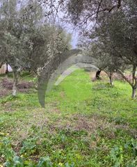 Αγροτεμάχια 650 τ.μ. για ενοικίαση, Αχαΐα, Μεσσατίδα-thumb-13