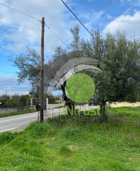 Αγροτεμάχια 650 τ.μ. πρός ενοικίαση, Αχαΐα, Μεσσατίδα