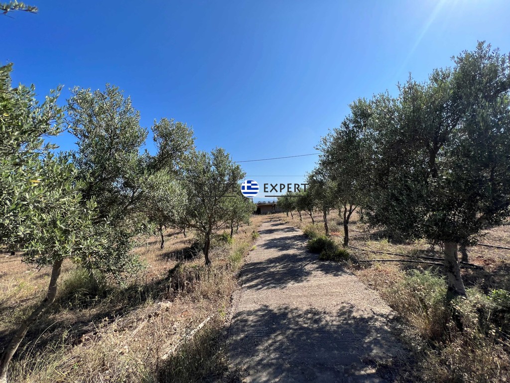 Οικόπεδο 10.159 τ.μ. προς πώληση, Μουζουράς