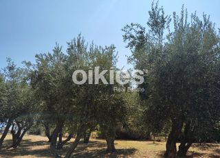 Επιχείρηση 200 τ.μ. προς πώληση, Άφυτος-thumb-17