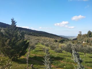 Φάρμα / ράντσο 202.000 τ.μ. για πώληση, Εύβοια, Δύστος-thumb-15