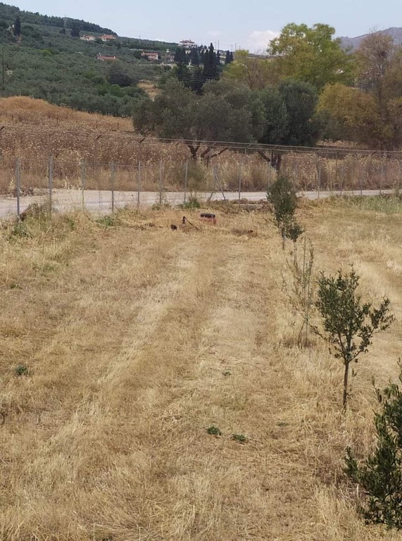 Αγροτεμάχια 5.000 τ.μ. προς πώληση, Ξυλοκέριζα