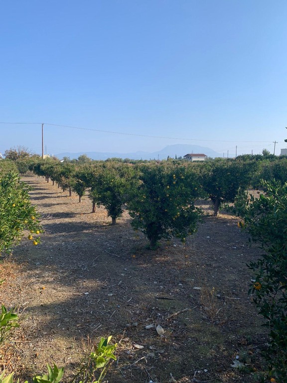 Οικόπεδο 3.202 τ.μ. προς πώληση, Κοκκώνι