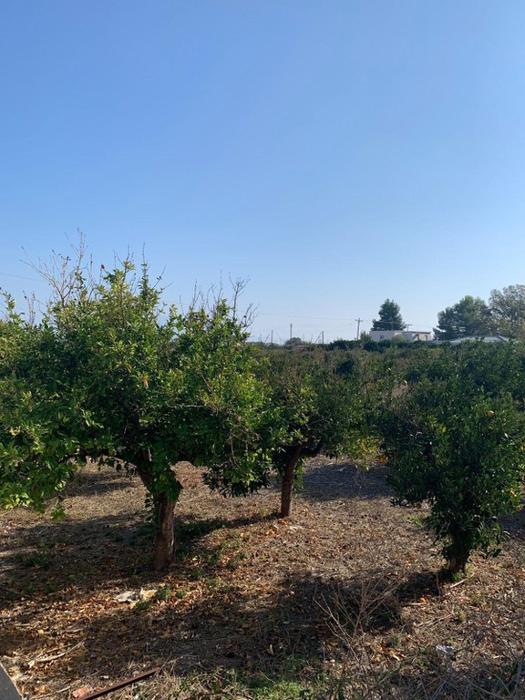 Οικόπεδο 3.202 τ.μ. προς πώληση, Κοκκώνι