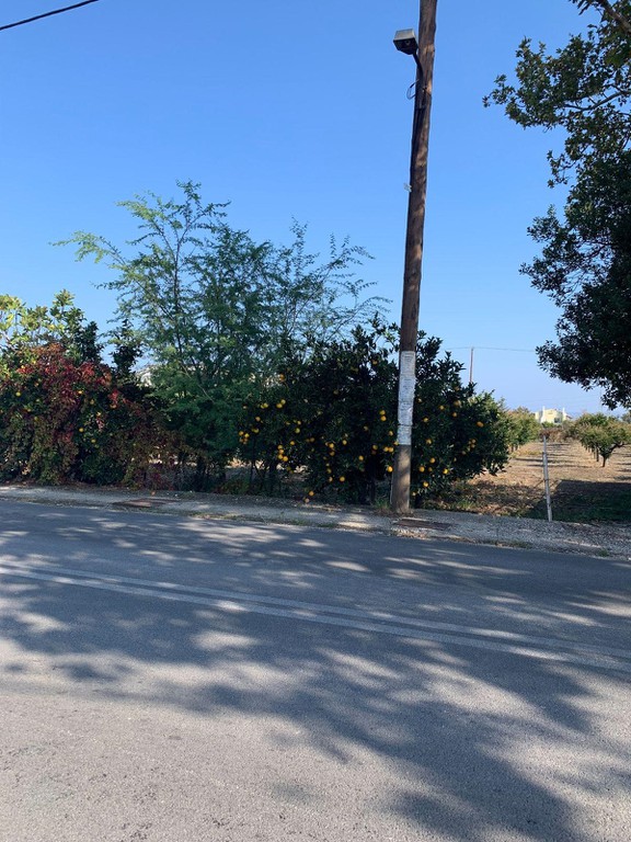 Οικόπεδο 3.202 τ.μ. προς πώληση, Κοκκώνι