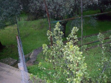 Οικόπεδο 1.300 τ.μ. για πώληση