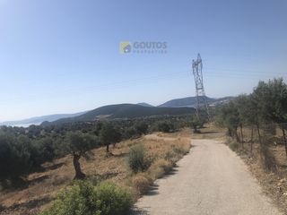 Αγροτεμάχια 12.000 τ.μ. για πώληση, Αργολίδα, Ερμιόνη-thumb-9