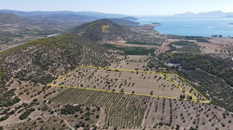 Αγροτεμάχια 120.000 τ.μ. για πώληση