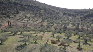 Αγροτεμάχια 140.000 τ.μ. προς πώληση, Κάμπος Κρανιδίου-thumb-1