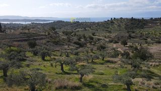 Οικόπεδο 52.000 τ.μ. για πώληση, Αργολίδα, Κρανίδι-thumb-3