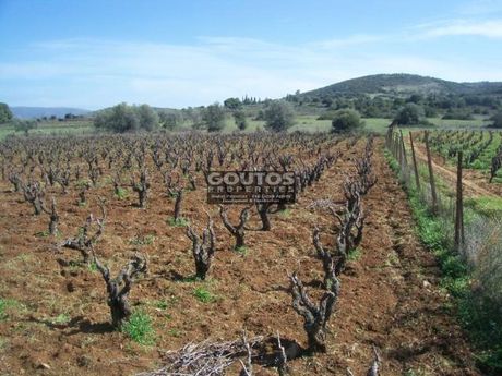 Αγροτεμάχια 4.016 τ.μ. για πώληση