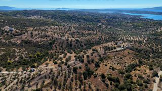 Αγροτεμάχια 6.421 τ.μ. για πώληση, Αργολίδα, Κρανίδι-thumb-12