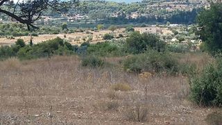 Αγροτεμάχια 6.500 τ.μ. για πώληση, Αργολίδα, Κρανίδι-thumb-21