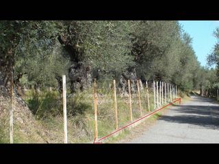 Αγροτεμάχια 4.006,02 τ.μ. για πώληση, Λακωνία, Μυστράς-thumb-5