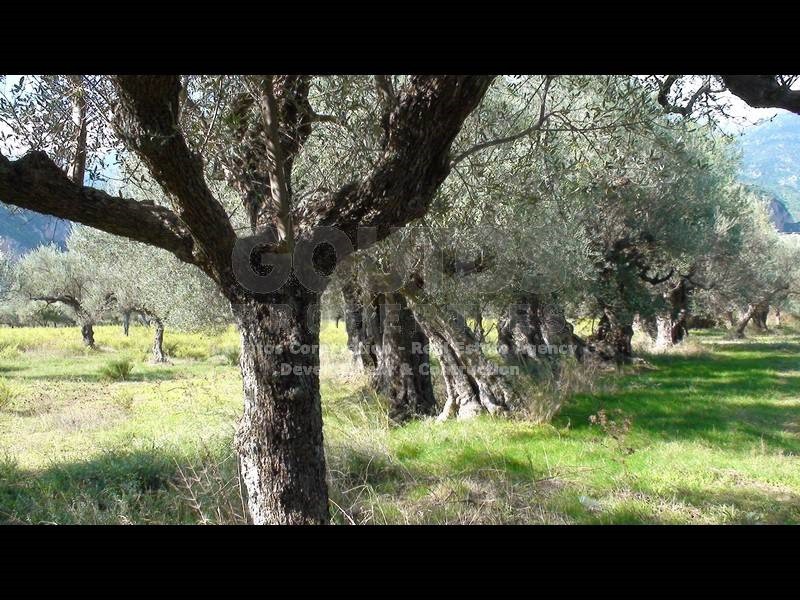 Αγροτεμάχια 4.006,02 τ.μ. προς πώληση, Μυστράς Λακωνίας