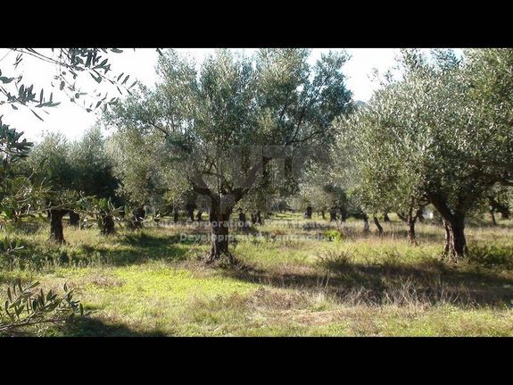 Αγροτεμάχια 24.885 τ.μ. για πώληση, Λακωνία, Μυστράς