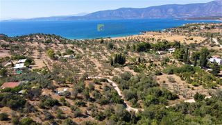 Αγροτεμάχια 5.000 τ.μ. για πώληση, Αργολίδα, Κρανίδι-thumb-23