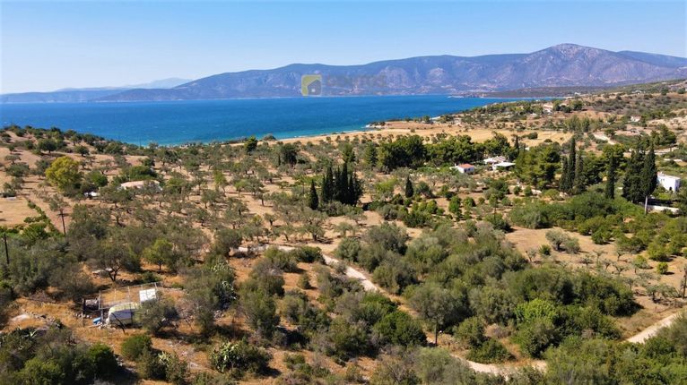Αγροτεμάχια 5.000 τ.μ. για πώληση, Αργολίδα, Κρανίδι