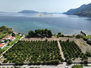 Οικόπεδο 15.000 τ.μ. προς πώληση, Αρχαία Επίδαυρος-thumb-2