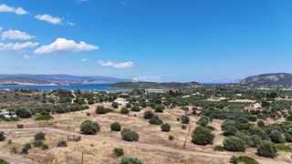 Αγροτεμάχια 6.000 τ.μ. για πώληση