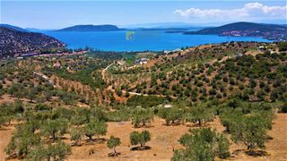 Αγροτεμάχια 4.100 τ.μ. για πώληση, Αργολίδα, Ερμιόνη-thumb-22