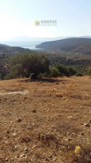 Αγροτεμάχια 4.100 τ.μ. προς πώληση, Αργολίδα, Ερμιόνη