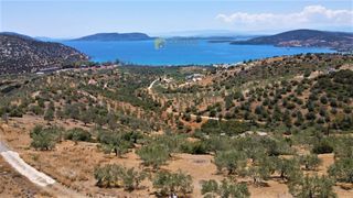 Αγροτεμάχια 4.100 τ.μ. για πώληση