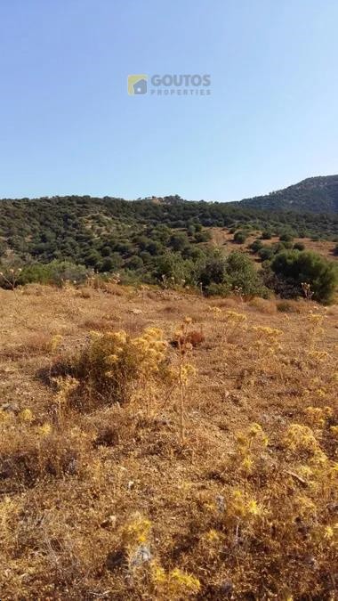 Αγροτεμάχια 4.100 τ.μ. προς πώληση, Αργολίδα, Ερμιόνη