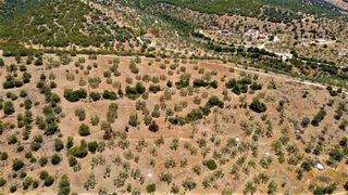 Αγροτεμάχια 4.100 τ.μ. για πώληση, Αργολίδα, Ερμιόνη-thumb-27
