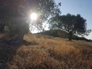 Αγροτεμάχια 18.000 τ.μ. για πώληση, Αργολίδα, Κρανίδι-thumb-24