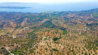 Οικόπεδο 9.557,50 τ.μ. για πώληση, Αργολίδα, Κρανίδι-thumb-8